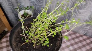 Хризантема мультифлора. Январь на дворе, хризантема вытянулась, что делать?