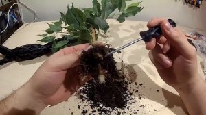 Фикус Бенджамина, результат воздушной отводки.