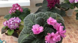 Спорты у фиалок