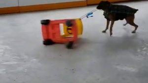 Собакен против игрушечной машины