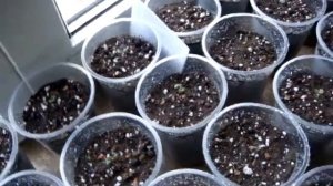 Эвкалипт из семян.