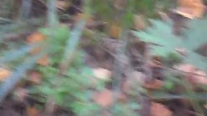 Медянка змея встретилась в лесу