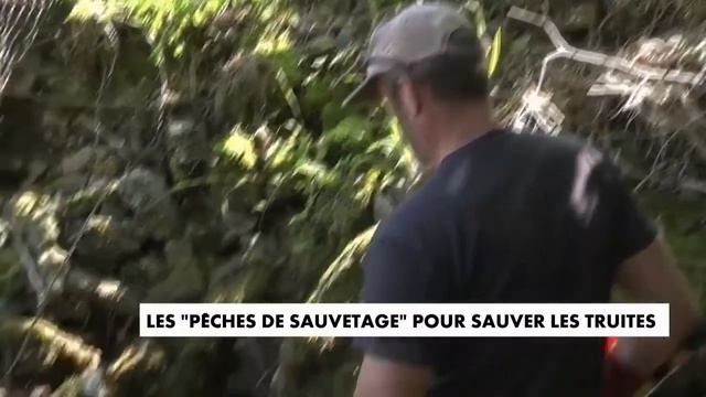 Во Франции отлавливают рыб, чтобы спасти смотреть онлайн