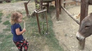 Прогулка по Ранчо Дядюшки Бо и кормим домашних животных Uncle Bo rancho walk and