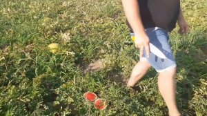 Эксклюзивные гибриды арбузов от Sakata. Сезон 2021.