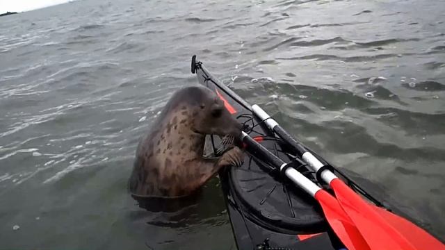 Cheeky seal hitched a ride on my kayak. смотреть онлайн