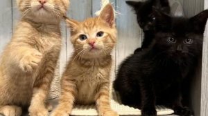 Four Kittens Hail from the Streets and Take Indoor Life by Storm with Their Big Personalities