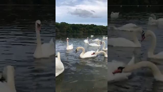 -Вечно молодой- Кропоткин .Кавказский район. смотреть онлайн