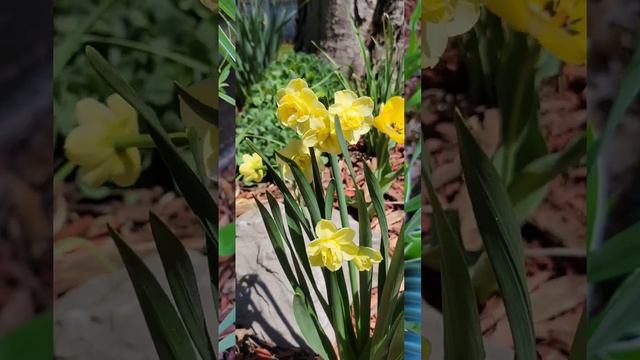 Bridal Crown Daffodils