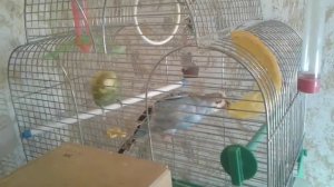 Как определить пол попугая?Как определить беременность попугая?Кормим хомячков и попугаев.