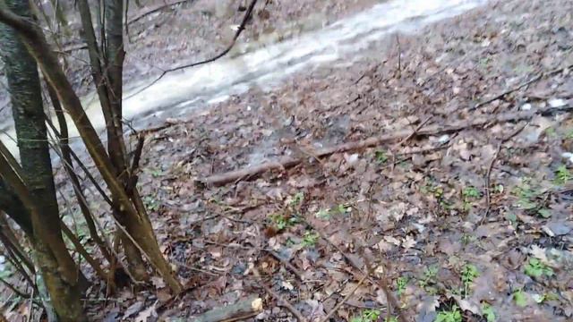 Стаффорд атаковал лабрадора на утренней прогулке смотреть онлайн