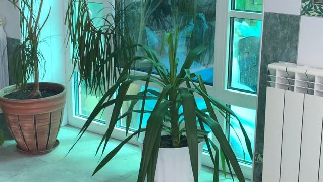 ОБЗОР МОИХ КОМНАТНЫХ РАСТЕНИЙ В БАССЕЙНЕ смотреть онлайн