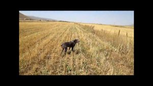 охота на перепела в Армении. hunting in armenia