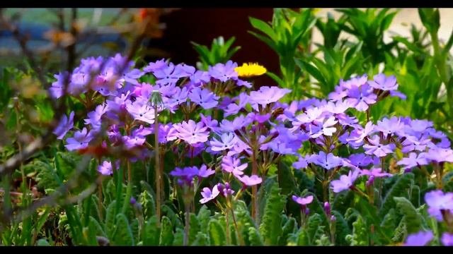 Семья Колесниковых/ Дела огородные/Обзор