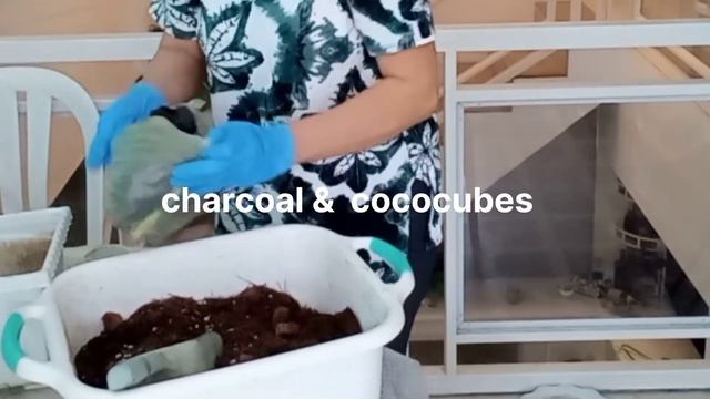 MY SYNGONIUM CHAPENCE PROPAGATION PART 2 || SOIL MIX смотреть онлайн