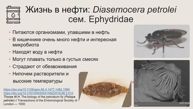 Лекция Екатерины Яковлевой "Экстремофилы в мире насекомых" в рамках лектория "Архэ Лайт"