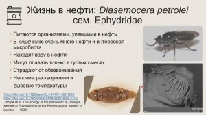 Лекция Екатерины Яковлевой "Экстремофилы в мире насекомых" в рамках лектория "Архэ Лайт"