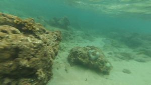 снорклинг на Шри-Ланке