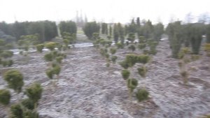 Taxus media hillii BONSAI