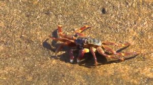 МОРСКИЕ КРАБЫ. ВЕСЕЛАЯ ЖИЗНЬ КРАБИКОВ НА ПЛЯЖЕ 2017.