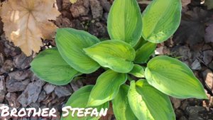 Хоста brother Stefan