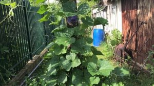 Выращиваем подвои Ферро, Кобальт, Лагенария.