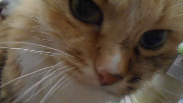 Давай с тобой повоем! На два голоса! Как будто это песня.. о любви:) Почему мяукают? Кошка Подушка. смотреть онлайн