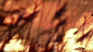 Масштабные природные пожары тушат сразу в двух рег...юге России: в Ростовской и Воронежской областях