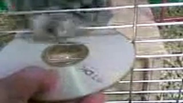 Шиншилла DJ смотреть онлайн