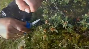 Узнайте новое про Саган Дайля