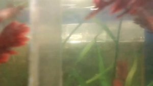 Петушки ( бойцовская рыбка )