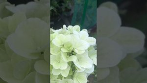 Панфлора 🌼🍀🪴