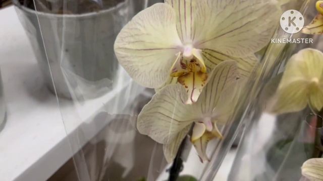 Остатки орхидей после праздника смотреть онлайн