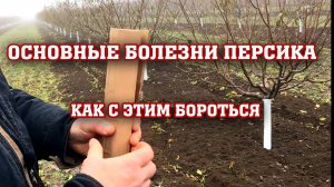 БОЛЕЗНИ ПЕРСИКА!!! Камедетечение,монилиоз,курчавость персика