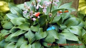 Хоста гибридная Дэвон Грин (hosta) ? хоста Дэвон Грин обзор: как сажать рассада хосты Дэвон Грин