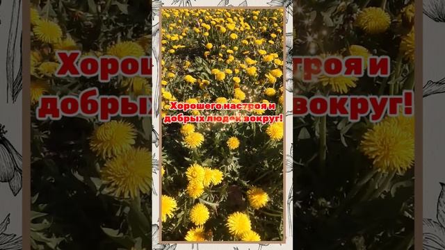 Цветение одуванчиков
