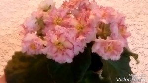 Ура!!! У меня новые фиалки ЛЕ Злато Скифов и Ягода Малина(Т.Дадоян) - описание сортов фиалок.