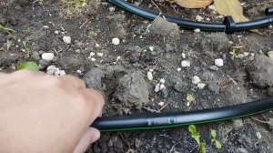 Простой способ авто полива клумбы своими руками.