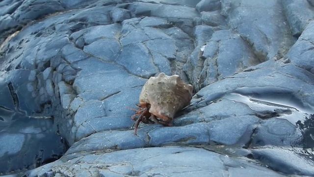 Рак отшельник смотреть онлайн