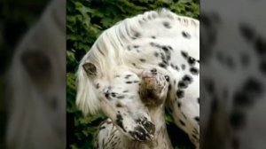 Чубарая масть лошади.