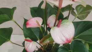 Цветы Вместе - Anthurium Princess Amalia Elegance  Антуриум Принцесса Амалия Элеганс