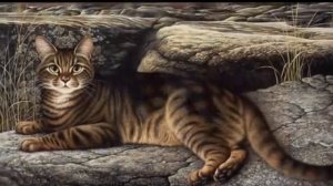 Кот-мореход