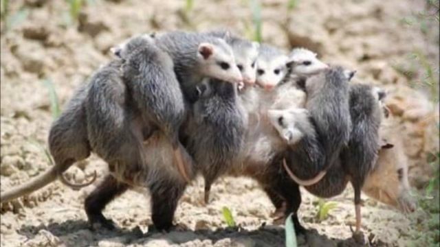 Поздравление маме "Добрые слова для мамы от А до Я" смотреть онлайн