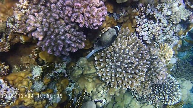 Рыбы Красного моря. Arothron diadematus (Аротрон) смотреть онлайн