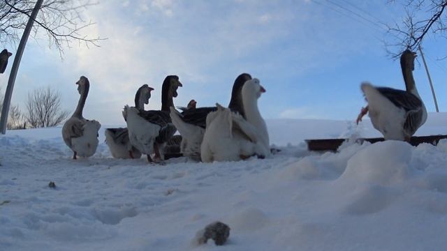 кормление Холмогорских гусей зимой смотреть онлайн