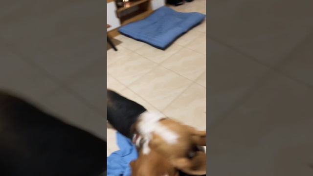 Beagle dogs EP.14 #cutedog #beagle #pets