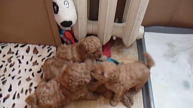 Помёт на "И" смотреть онлайн