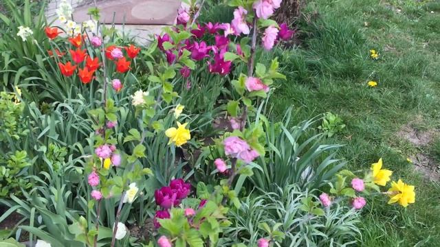 Луизиания, другое название Миндаль или Сакура. смотреть онлайн