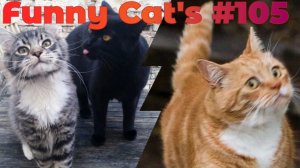 Смешные коты #105