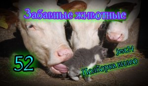 Забавные животные / Подборка видео №52